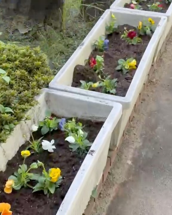 植え付けを終えたプランターの花苗